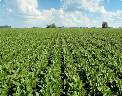 CampoLimpio avanza con acciones en Buenos Aires