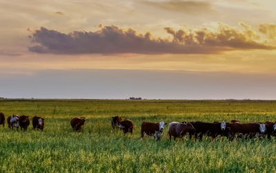 CampoLimpio avanza con acciones en La Pampa