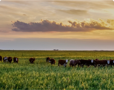 CampoLimpio avanza con acciones en La Pampa