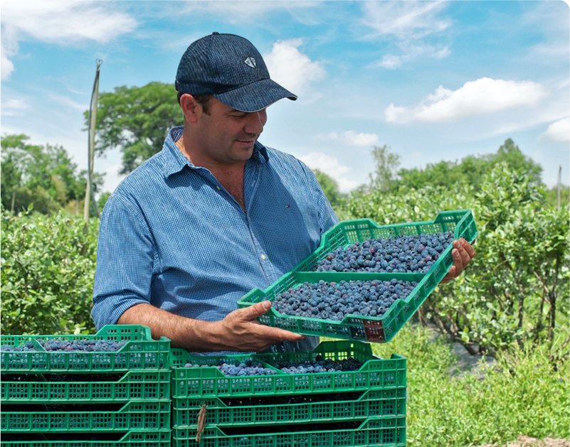 Producción frutícola en Tucumán: las certificaciones como modelo para ganar mercados
